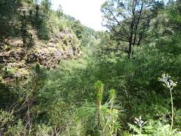Im nordstlichen teil der insel teneriffa befindet sich eine bäckerei zickwolf. Esperanzawald Genusswandern Fur Die Seele Wandern Mit Der Wanderjule Teneriffa