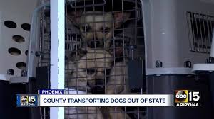 Adoptions are handled by our adoption partners at each store. Why Mcacc Shipping Thousands Of Dogs To Shelters Across The Country