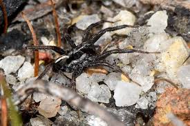 Black widow spider (lactrodectus mactans) of north america is the most well known. 10 Most Dangerous Spiders Of North America North American Nature