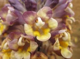 Image result for Cistanche tinctoria