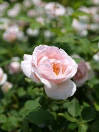 637 s lake powell blvd, пейдж, az 86040, usa. Rose The Prioress ãƒãƒ© ã‚¶ ãƒ—ãƒ©ã‚¤ã‚ªãƒ¬ã‚¹ Rose Garden Landscape English Roses Beautiful Flowers