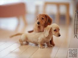 15 Best Small Dog Breeds For Indoor Pets Dachshund Puppy Miniature Dachshund Puppies Cute Animals
