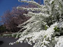 山 に 咲く 白い 花の木