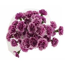Thank you for trying our kroger delivery direct pilot service. The Queen S Flowers Mini Mixed Carnations From Kroger In Dallas Tx Burpy Com