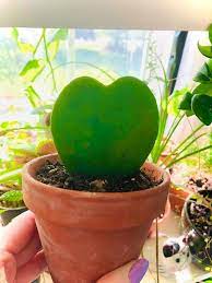 Hoya Kerrii Plant Care Plant Care House Plant Care Hoya Plants