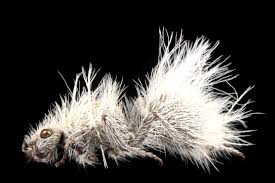 Image result for Dissotis gilgiana