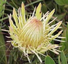 Image result for Protea rupestris