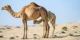 With that much worth in camels, i am surprised you do not see more.camel toes. Qatar Camel Calving Season Travelogues From Remote Lands