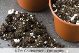 Diese tipps helfen gegen trauermücken. Trauermucken In Blumenerde Bekampfen Fliegen An Pflanzen Gartenlexikon De