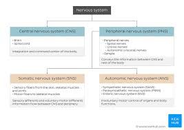 What are the two major nervous systems of the human body. Nervous System Structure Function And Diagram Kenhub