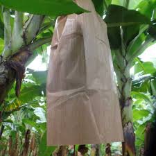 To make the batter and cook: Banabag The Sustainable Solution For Bagging Banana Plants