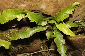 Image result for Asplenium bugoiense