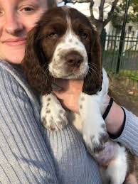 Cocker spaniel puppies arriving in December