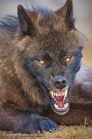 Black Wolf Scary The Animals Planet Scary Wolf Animals Wild Wolf Dog