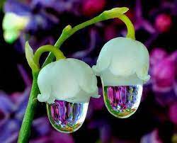 Rare Flowers Pesquisa Do Google Unusual Flowers Rare Flowers Beautiful Flowers