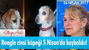 Beagle Cinsi Kopegi 5 Nisan Da Kayboldu Muge Anli Ile Tatli Sert 26 Nisan 2017 Atv Youtube