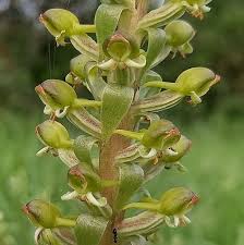 Image result for Satyrium