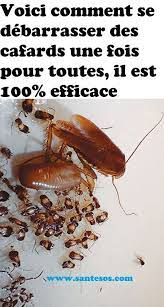 Vous pouvez aussi créer un insecticide fait maison. Pin On Trucs Et Astuces