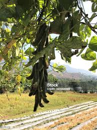 Image result for Mucuna pruriens