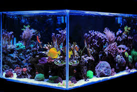 Whereas, freshwater is usually more laid back and relaxing for fisherman. Saltwater Vs Freshwater Aquarium Which Is Right For You