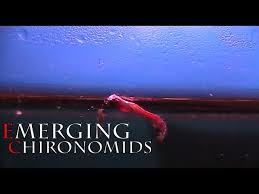 Emerging Chironomids by David Strawhorn