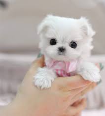 Maltese can look like prey animals, especially when they move quickly. Kima Teacup Maltese Puppies Puppy For Sale