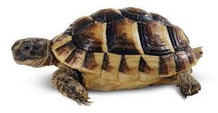 Turtle Facts Tortoise Facts Dk Find Out
