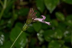 Image result for Isoglossa eliasbandae