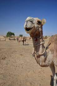 Good personal equieped kitchen clean and new bathroom/toilet free tea, coffee chill zone cheep camel walks the camel ranch is located in the eastern negev at a very special place far away from hectics and stress! Where Is The Best Place To Ride Camels In Israel