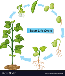 Diagram Showing Bean Life Cycle