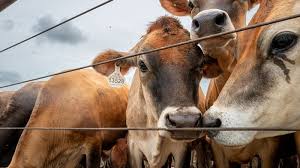 Raw Argentine beef subject to a USDA recall in Texas and Florida