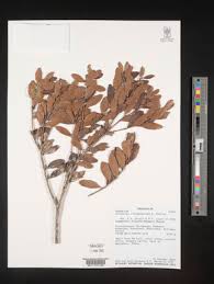 Image result for Diospyros chamaethamnus