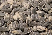 Check spelling or type a new query. Sunflower Seed Wikipedia