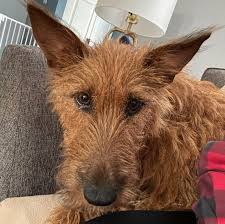 Check spelling or type a new query. Irish Terrier All You Need To Know About The Irish Farming Dog K9 Web