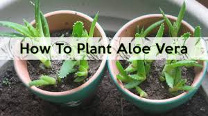 Don't you get the easy vibes already while thinking about growing the aloe plants through the pups? How To Plant Aloe Vera A Complete Guide Livinghours