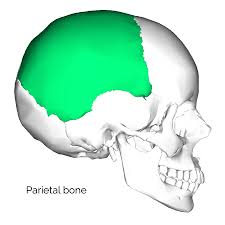 The entire group of bones that make up the head is called the skull and it too can be divided into two 22 and 28 are the most popular answers to this question. Bones Of The Skull Skull Osteology Anatomy Geeky Medics
