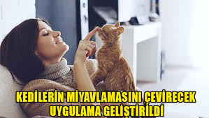 Kedilerin Miyavlamasini Cevirecek Uygulama Gelistirildi Haber Kibris