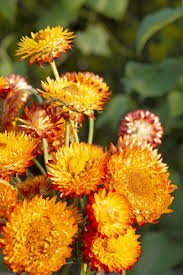 Image result for Helichrysum kirkii