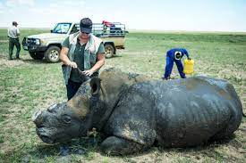 Rhino Coin Can A Cryptocurrency Help Save Africa S Rhinoceroses Yale E360