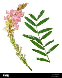 Image result for Crotalaria onobrychis