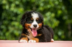 5 things to know about bernese mountain dog puppies. Tips To Curb Chewing And Biting For Bernese Mountain Dog Furry Babies