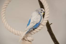 Also stellte ich mir die frage, ob das meinen wellis wohl auch so viel ich war mir zwar nicht sicher ob dieses vorhaben von erfolg gekrönt sein würde, aber wie sich zeigte ist der bau einer solchen dusche kinderleicht. Wellensittich Spielzeug So Machst Du Deinen Liebling Glucklich