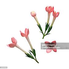 Image result for Bouvardia longiflora