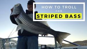 How To Troll For Striped Bass Fishaholics