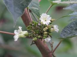 Image result for Lepistemon