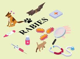 Image result for Rabies