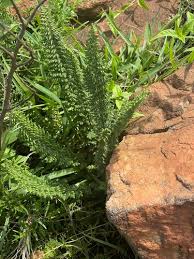 Image result for Chamaecrista fenarolii