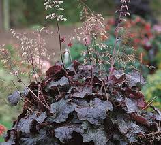 Image result for Heuchera `Palace Purple`