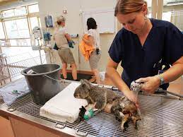 Exotic animal vet near me. Zoo Veterinary Technician What Is It