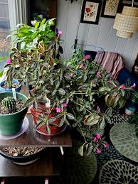 Image result for Ruellia makoyana